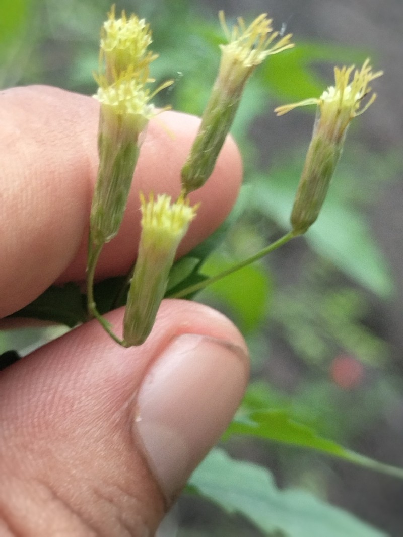 Brickellia glabrata photo 7