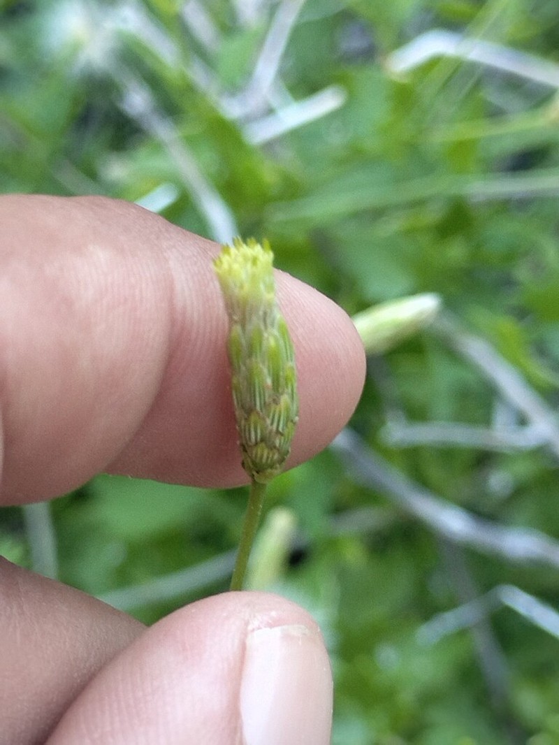 Brickellia glabrata photo 8