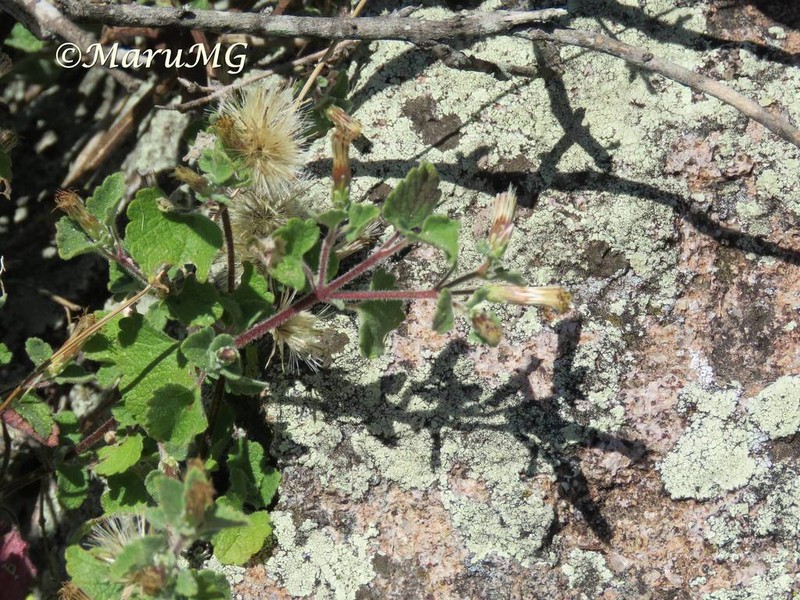 Brickellia glandulosa