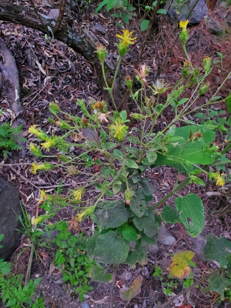 Brickellia glandulosa photo 2