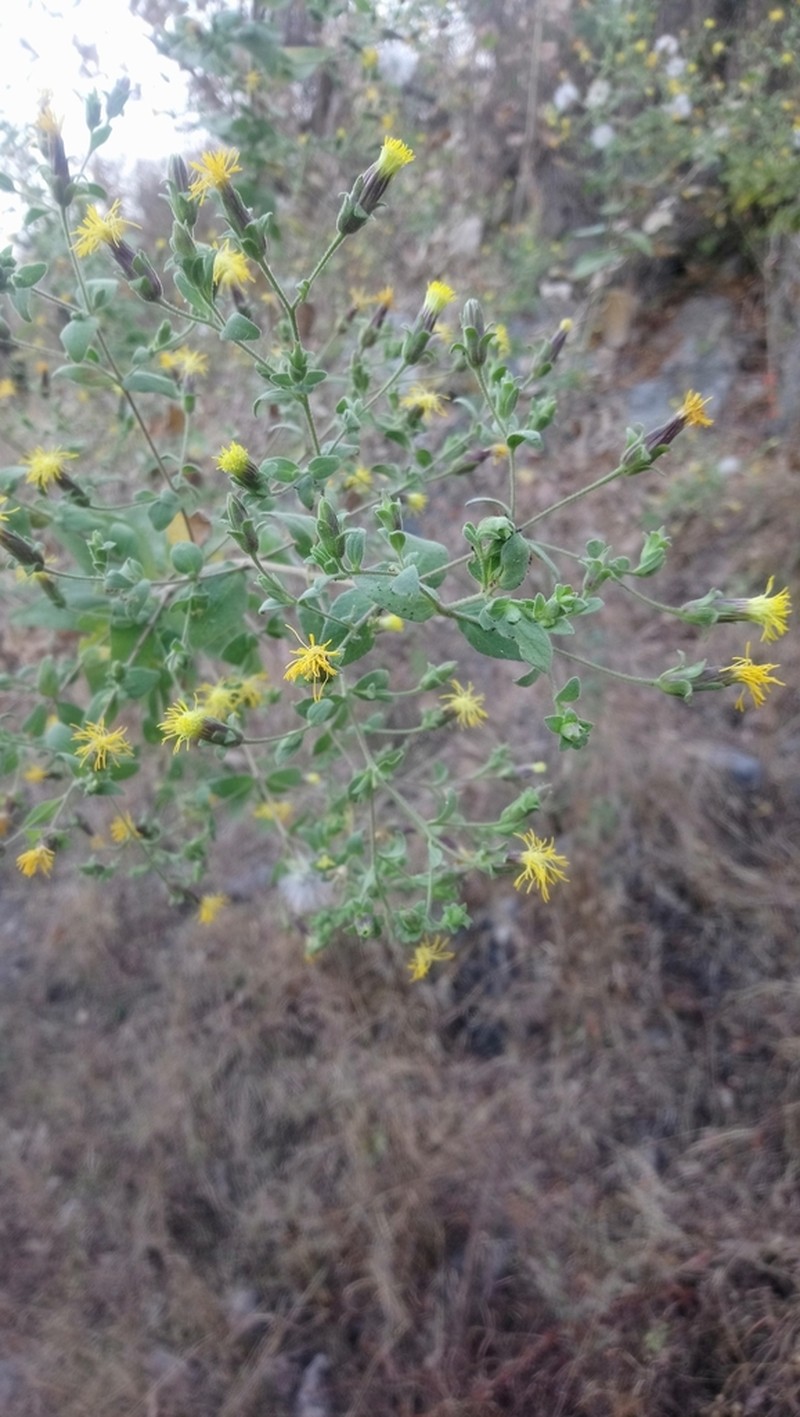 Brickellia glandulosa photo 3