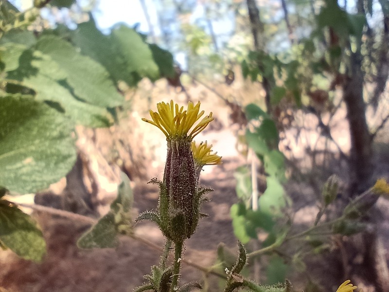 Brickellia glandulosa photo 4