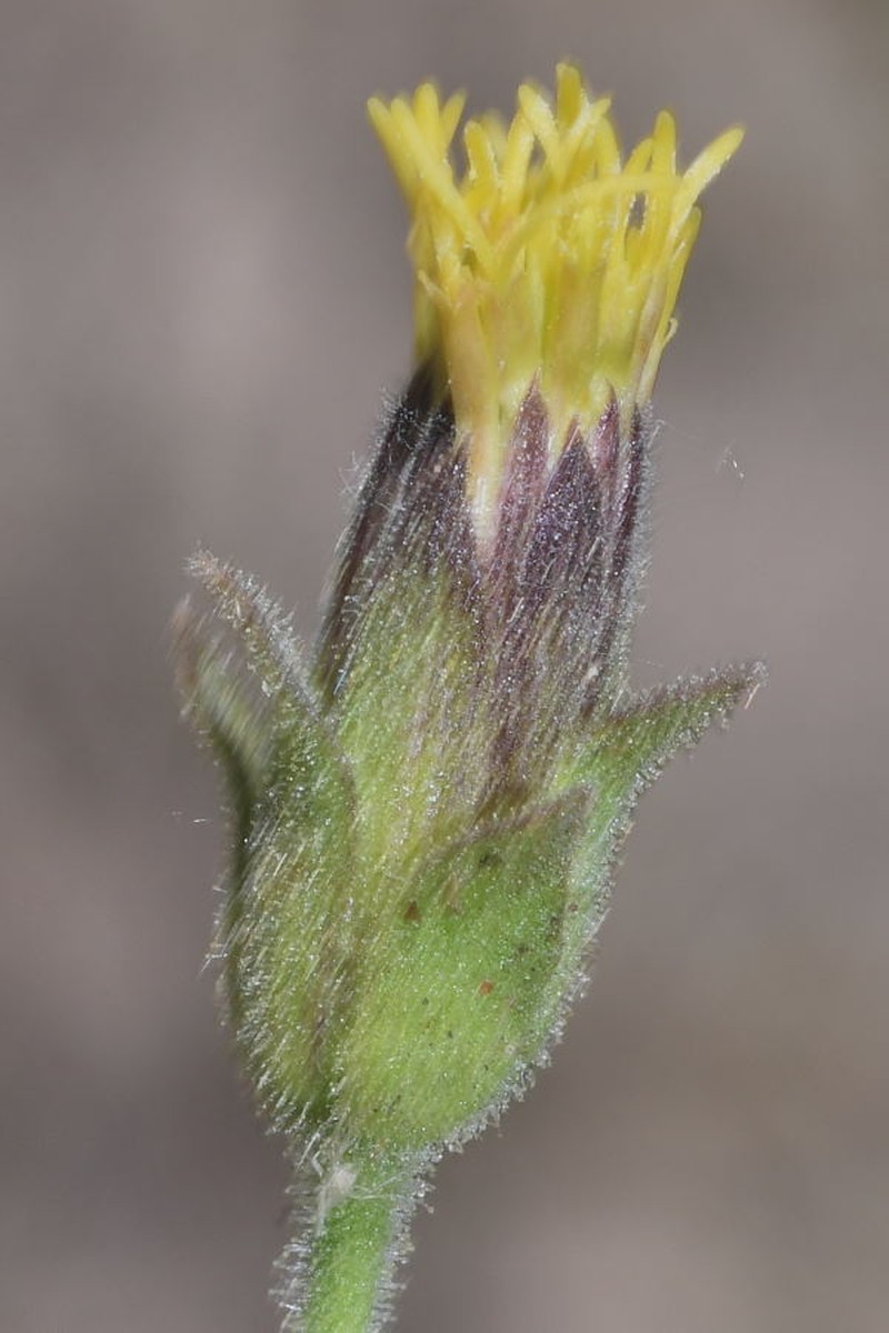 Brickellia glandulosa photo 5
