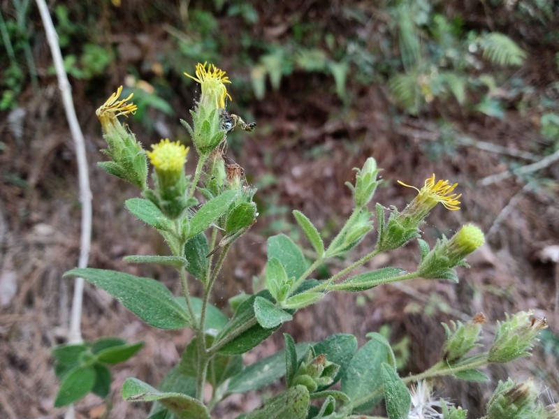 Brickellia glandulosa photo 6