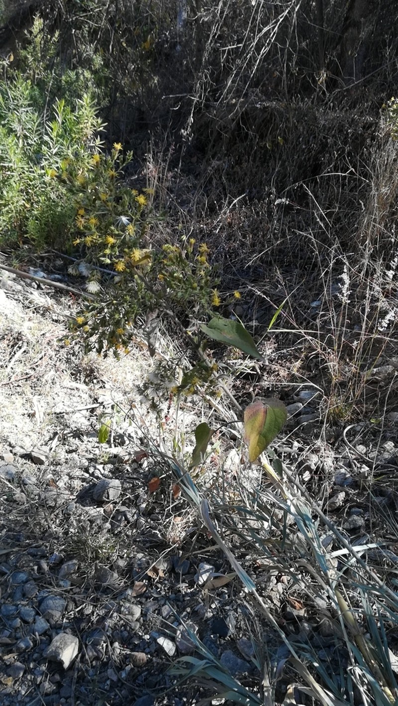 Brickellia glandulosa photo 8