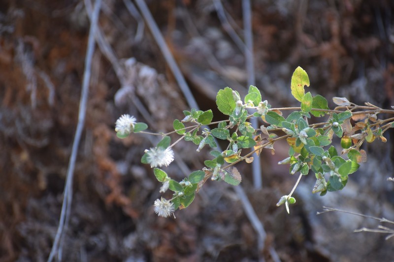Brickellia glomerata photo 2
