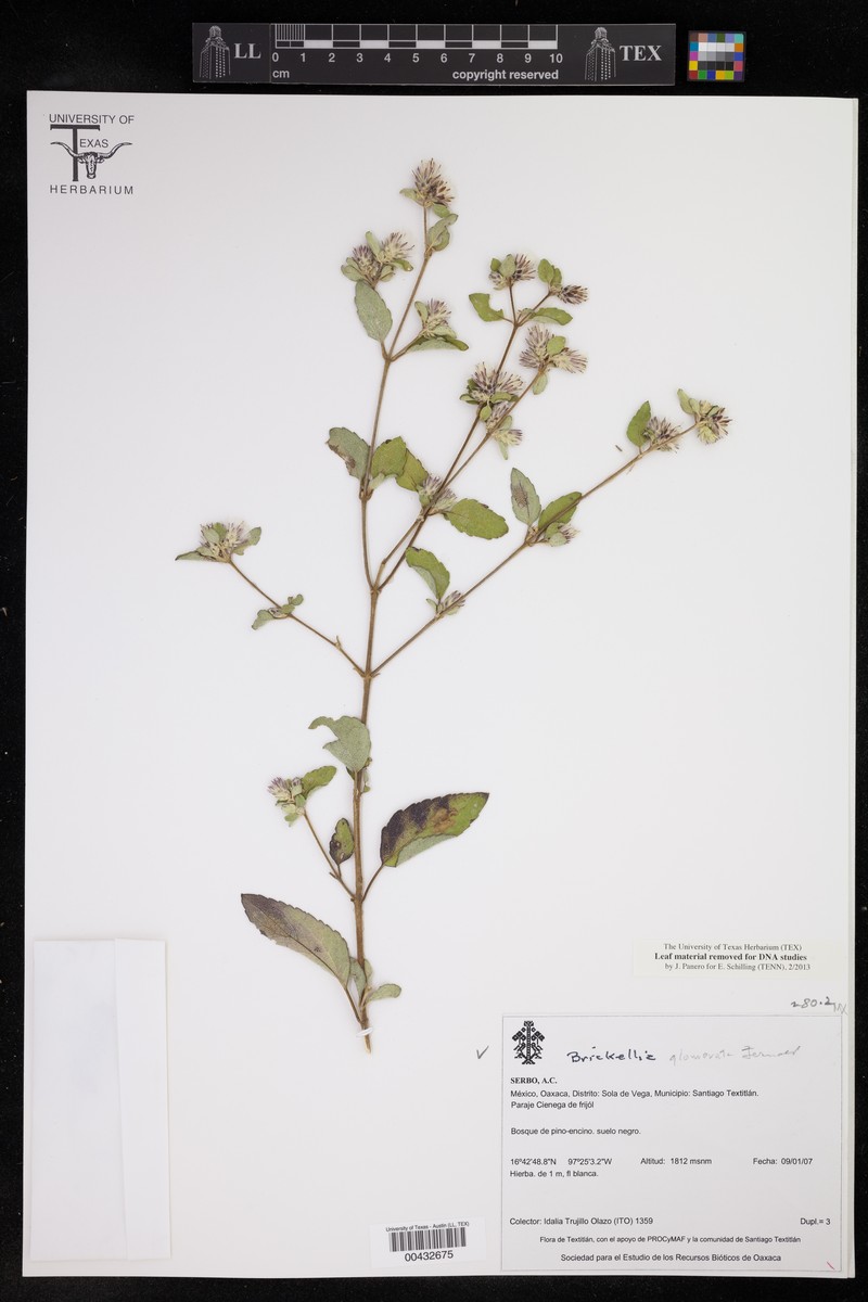 Brickellia glomerata photo 3