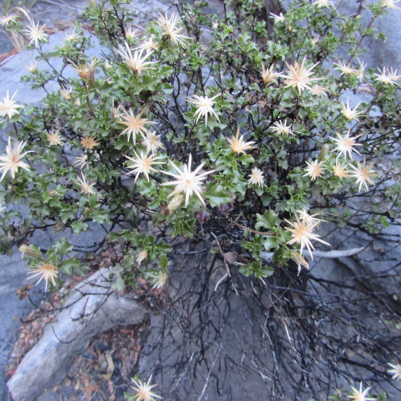 Brickellia glutinosa