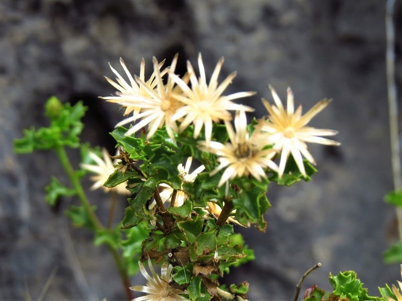 Brickellia glutinosa photo 2