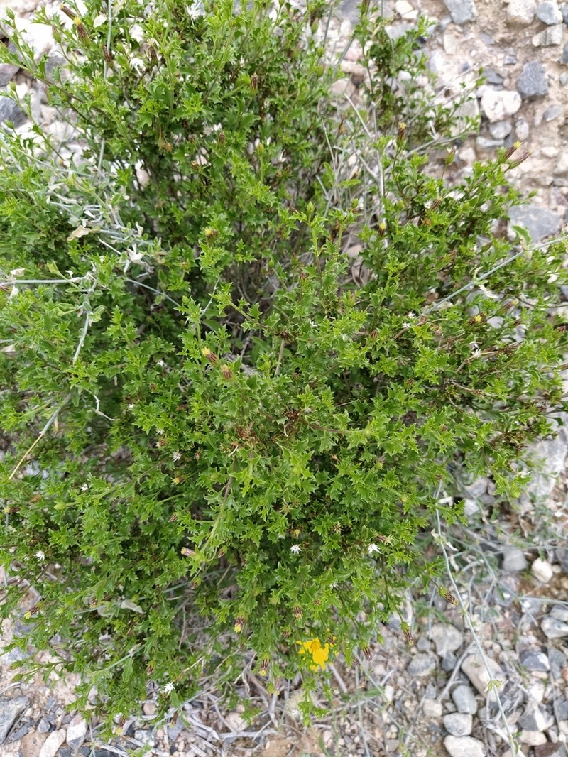 Brickellia glutinosa photo 3