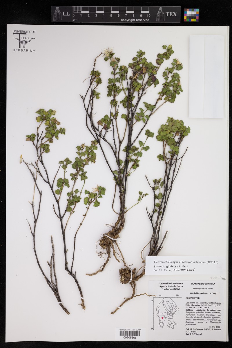 Brickellia glutinosa photo 4