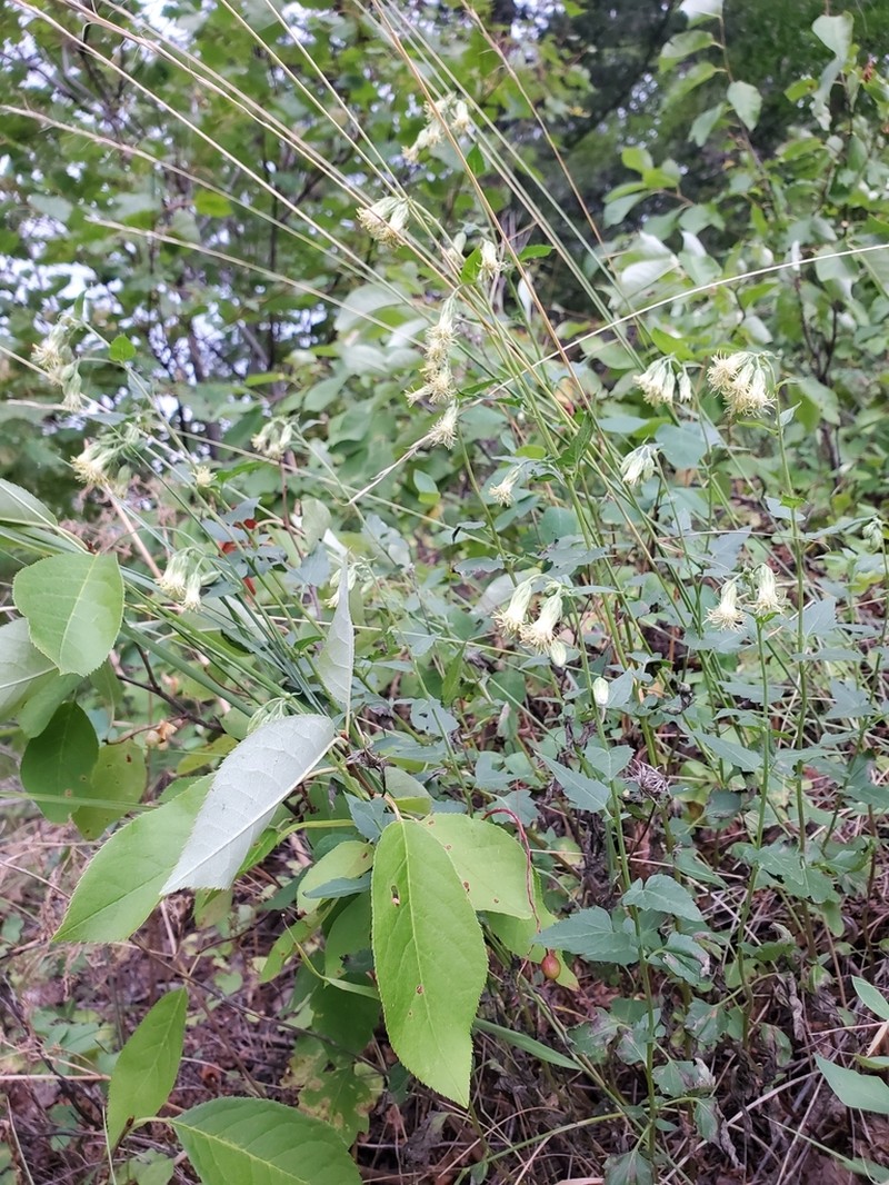 Tasselflower Brickellbush photo 2