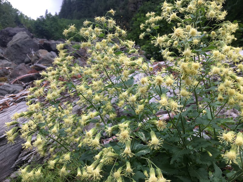 Tasselflower Brickellbush photo 3