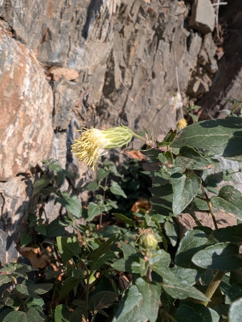 Tasselflower Brickellbush photo 5