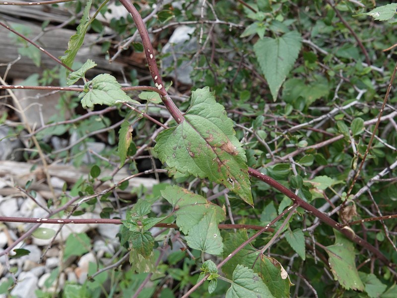 Tasselflower Brickellbush photo 7