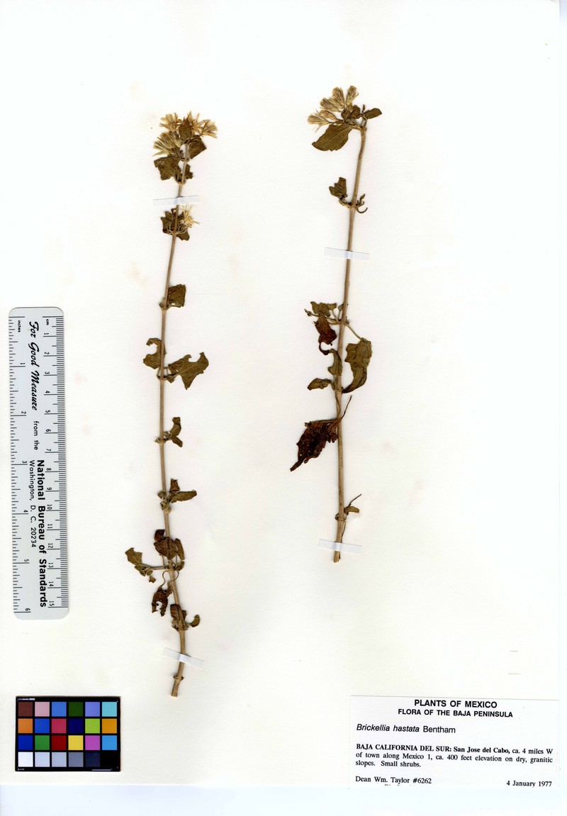 Brickellia hastata