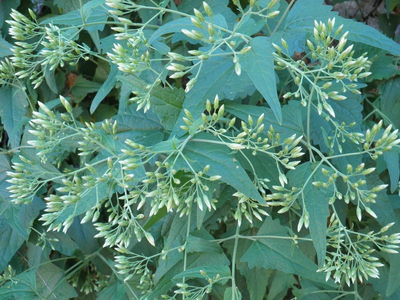 Brickellia hastata photo 2