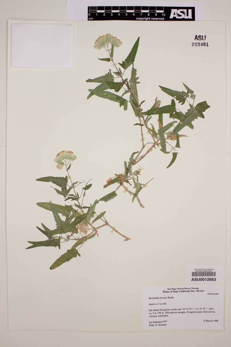 Brickellia hastata photo 3