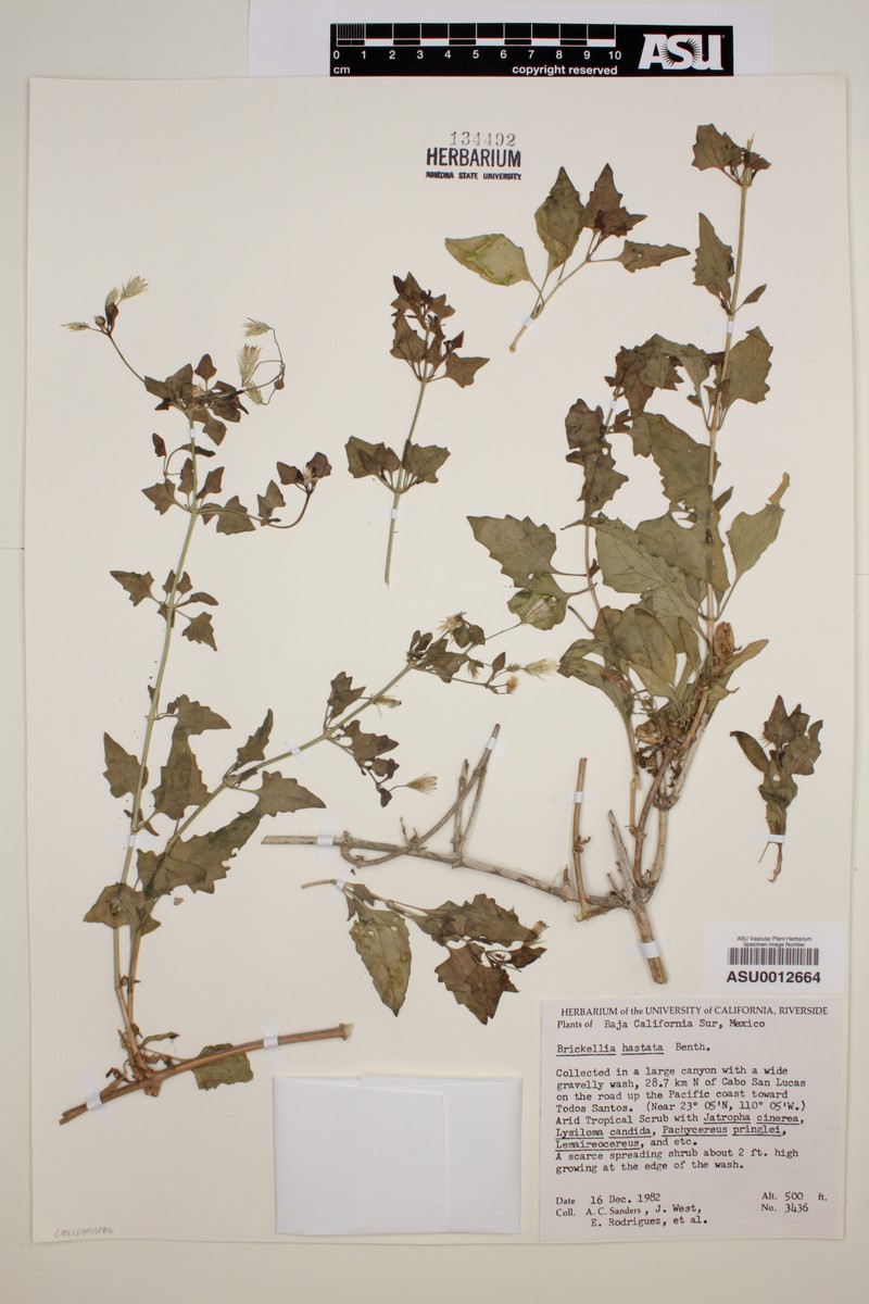 Brickellia hastata photo 4