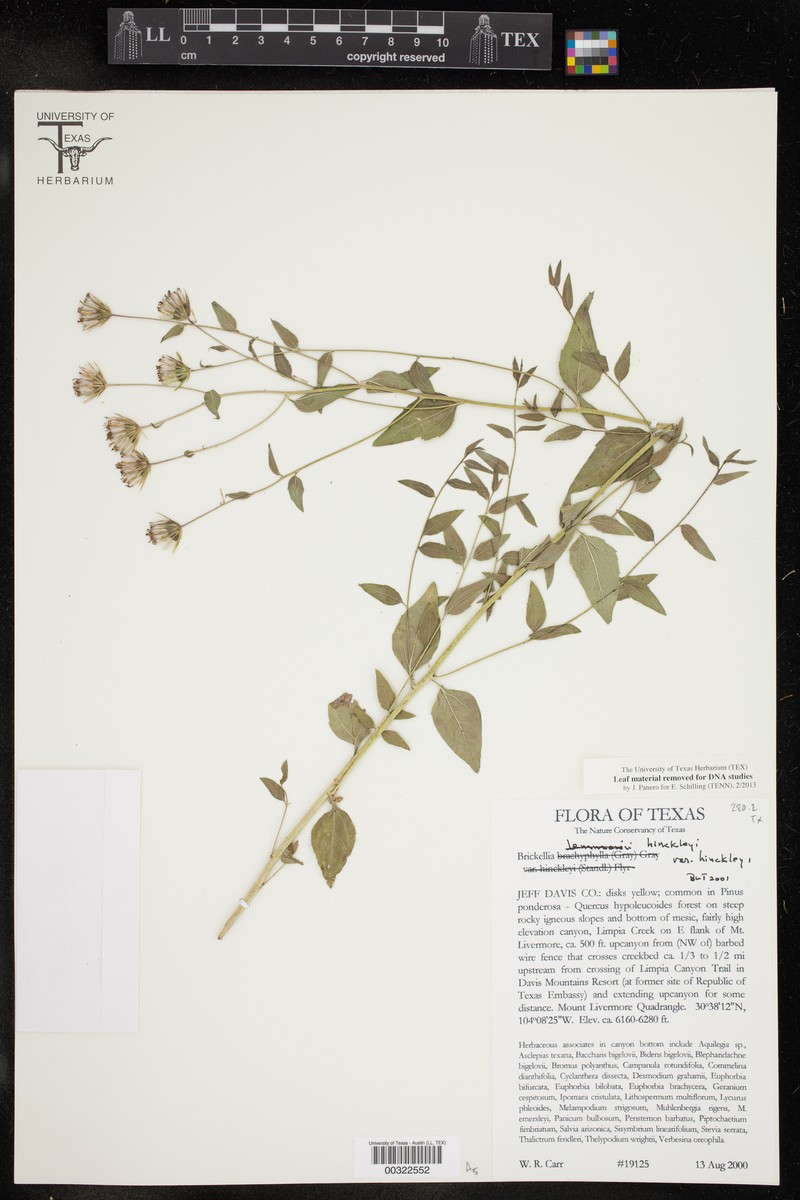 Brickellia hinckleyi var. hinckleyi