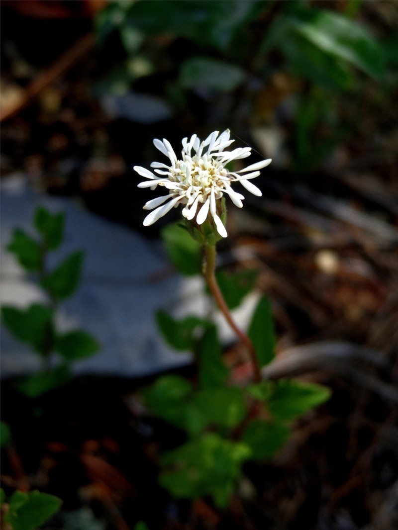 Brickellia hintoniorum