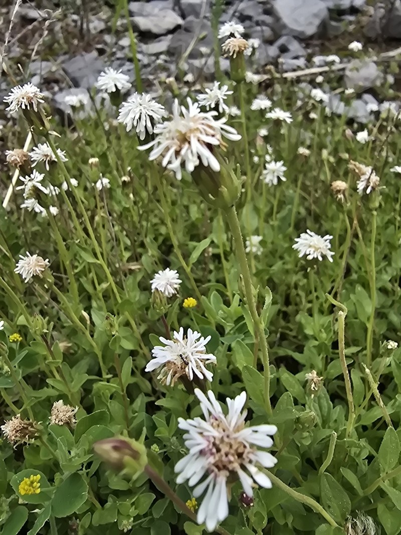 Brickellia hintoniorum photo 2