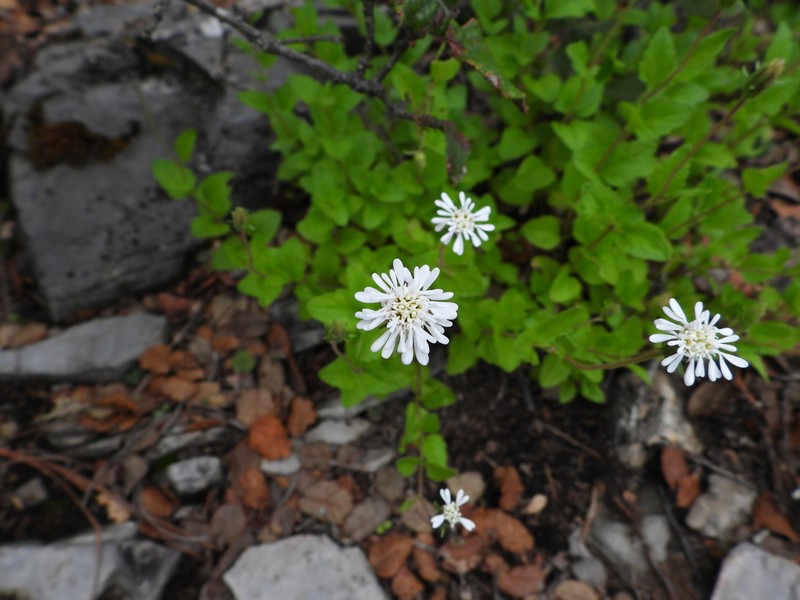 Brickellia hintoniorum photo 3