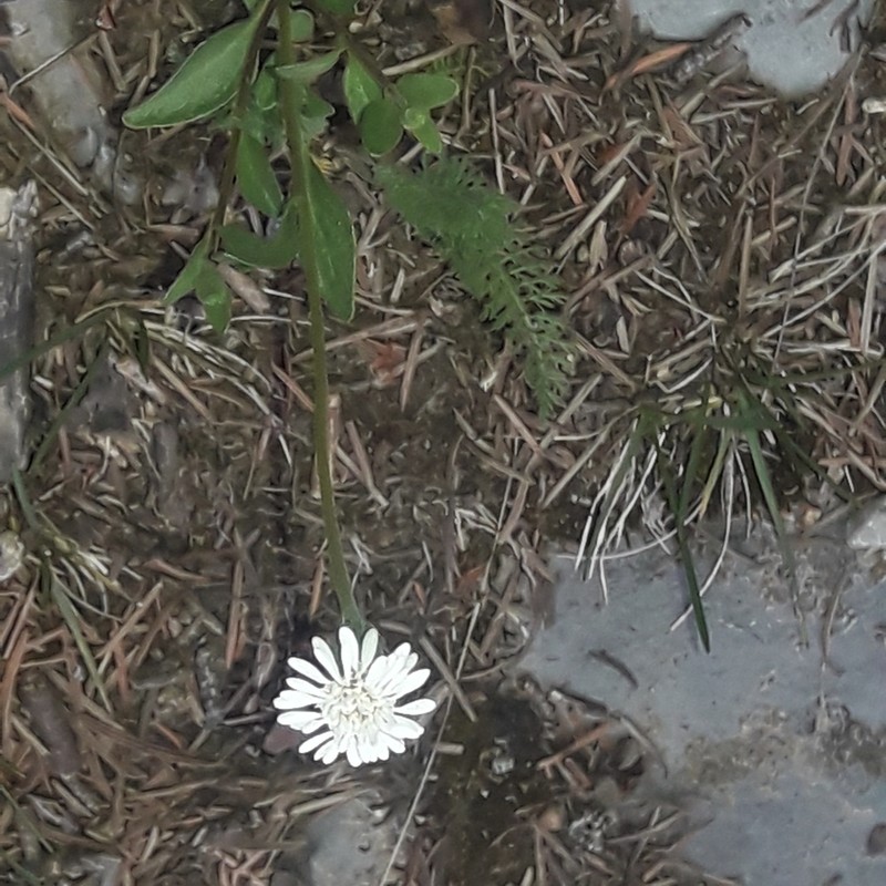Brickellia hintoniorum photo 4