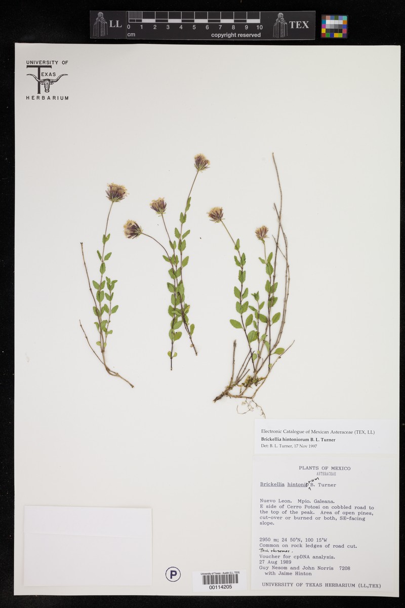 Brickellia hintoniorum photo 6