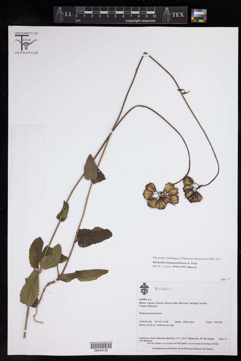 Brickellia hymenochlaena