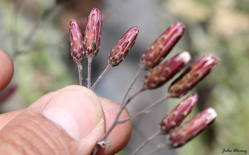 Brickellia jaliscensis
