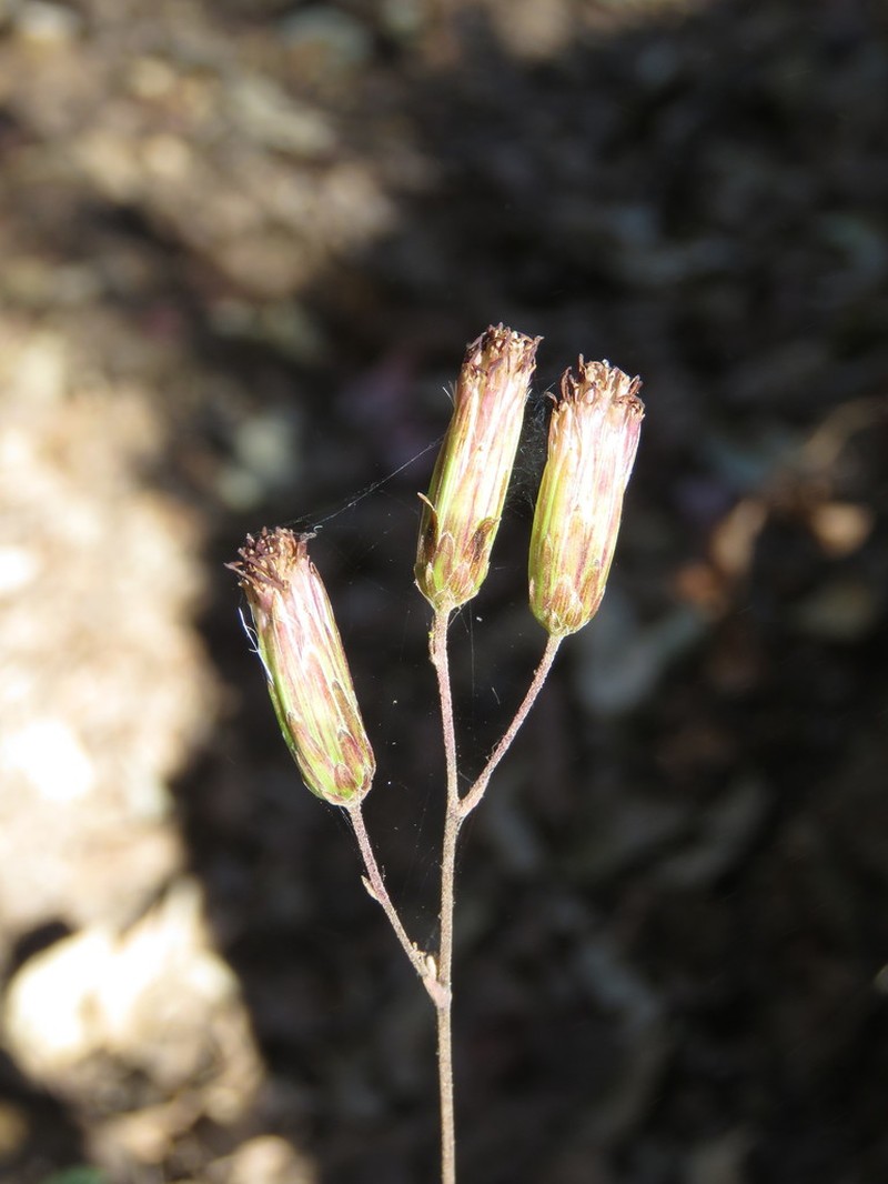Brickellia jaliscensis photo 2