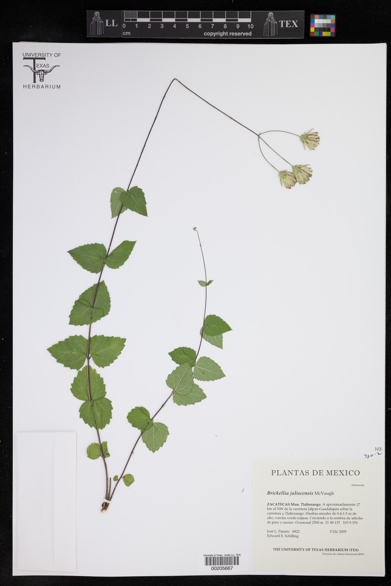 Brickellia jaliscensis photo 3