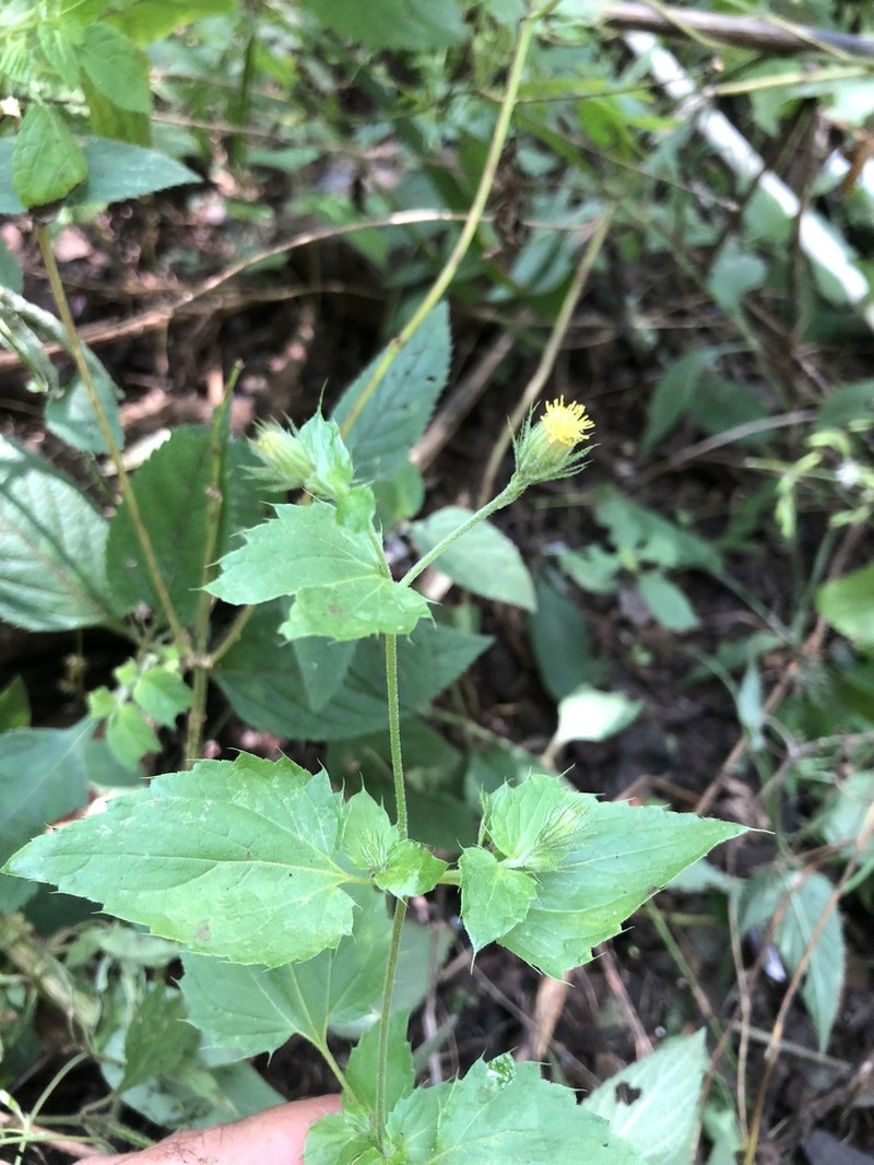 Brickellia jimenezii photo 2