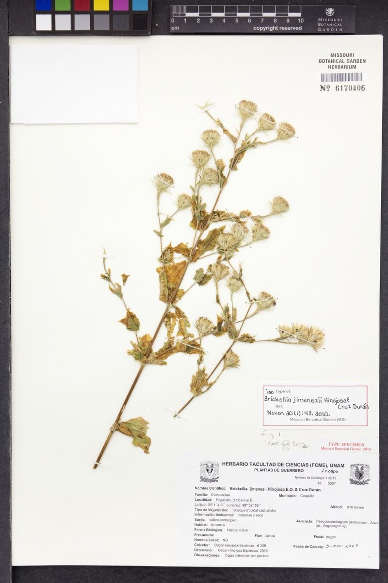 Brickellia jimenezii photo 4