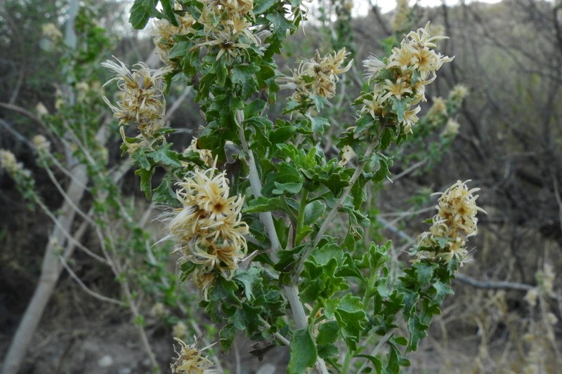 Splitleaf Brickellbush