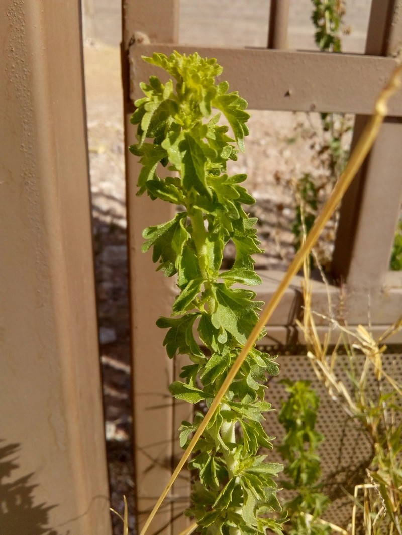 Splitleaf Brickellbush photo 3