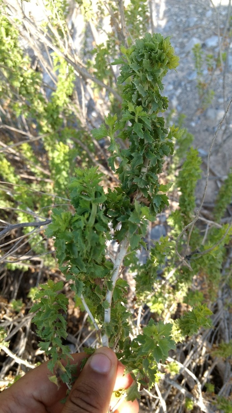 Splitleaf Brickellbush photo 5