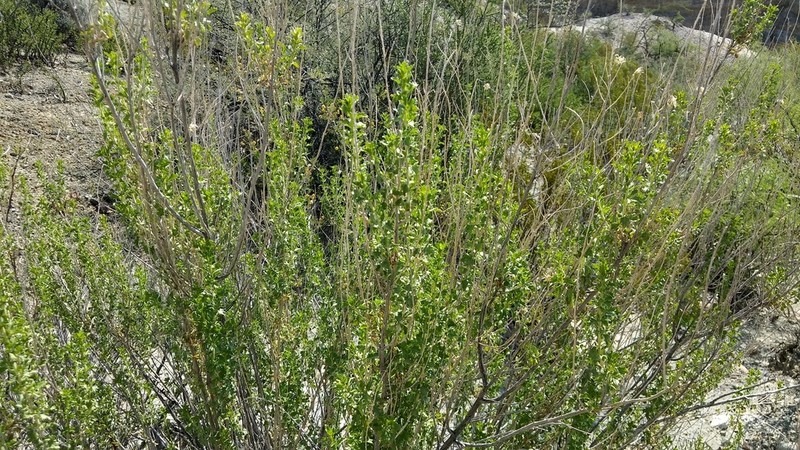 Splitleaf Brickellbush photo 6