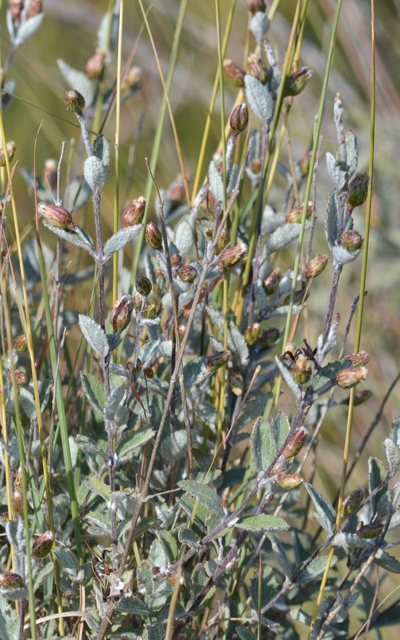 Brickellia lanata photo 3