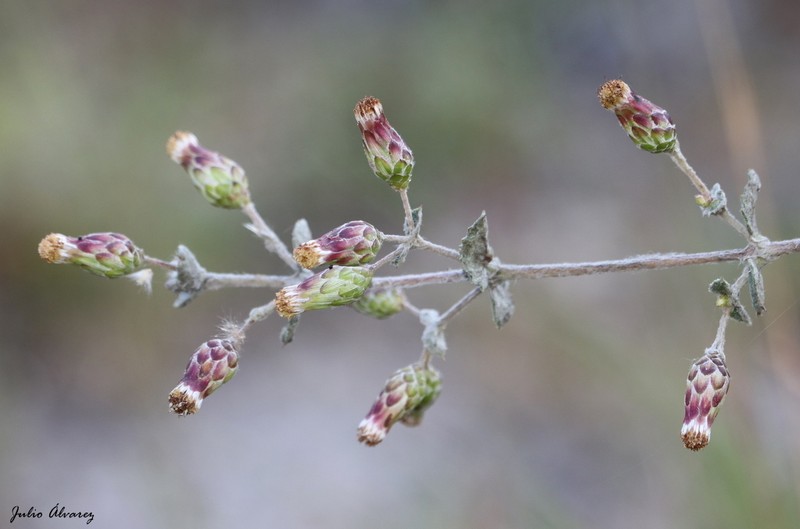 Brickellia lanata photo 4