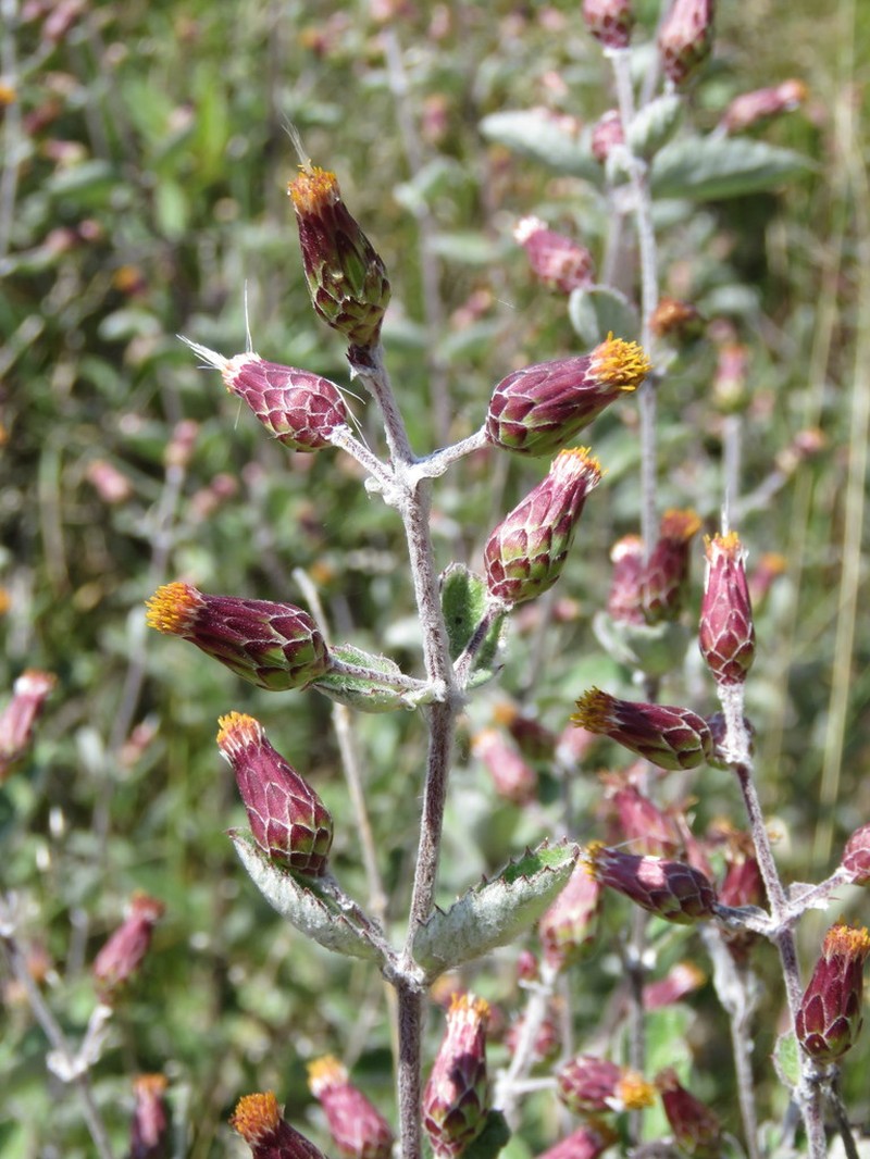 Brickellia lanata photo 5