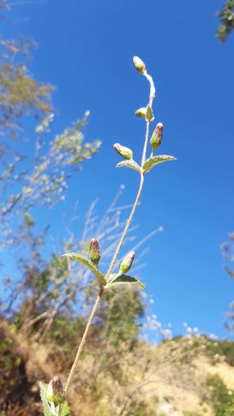 Brickellia lanata photo 6