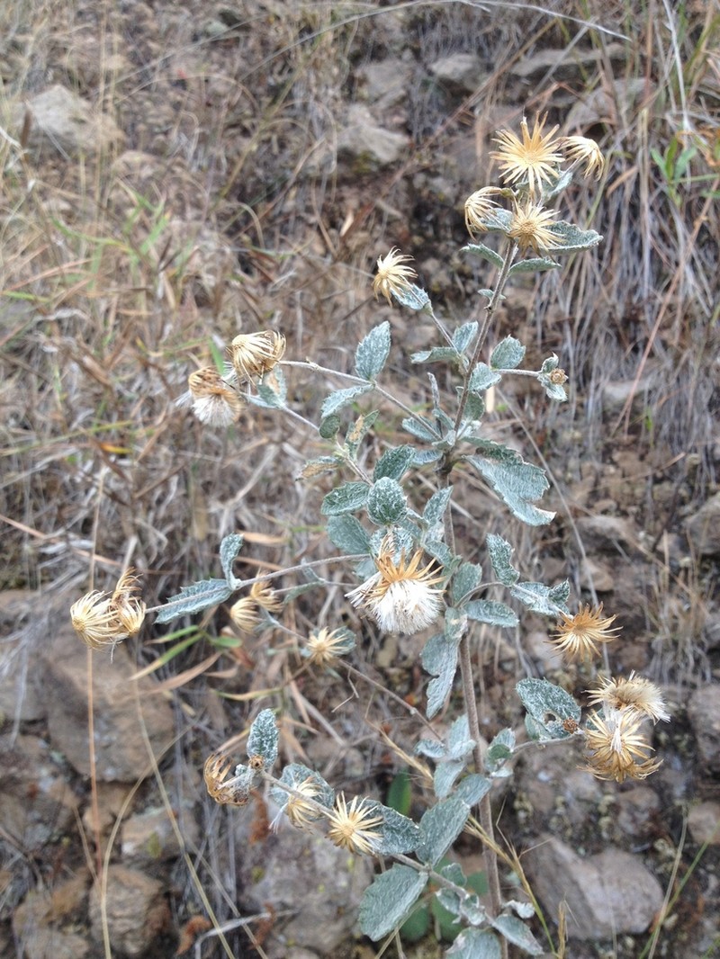 Brickellia lanata photo 7
