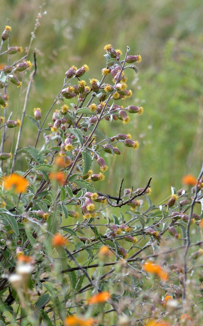 Brickellia lanata photo 8