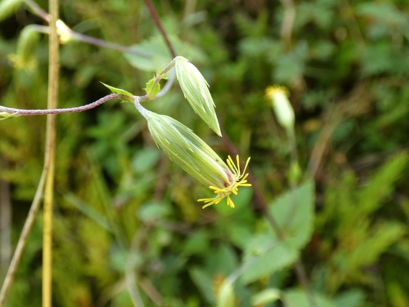 Brickellia laxiflora