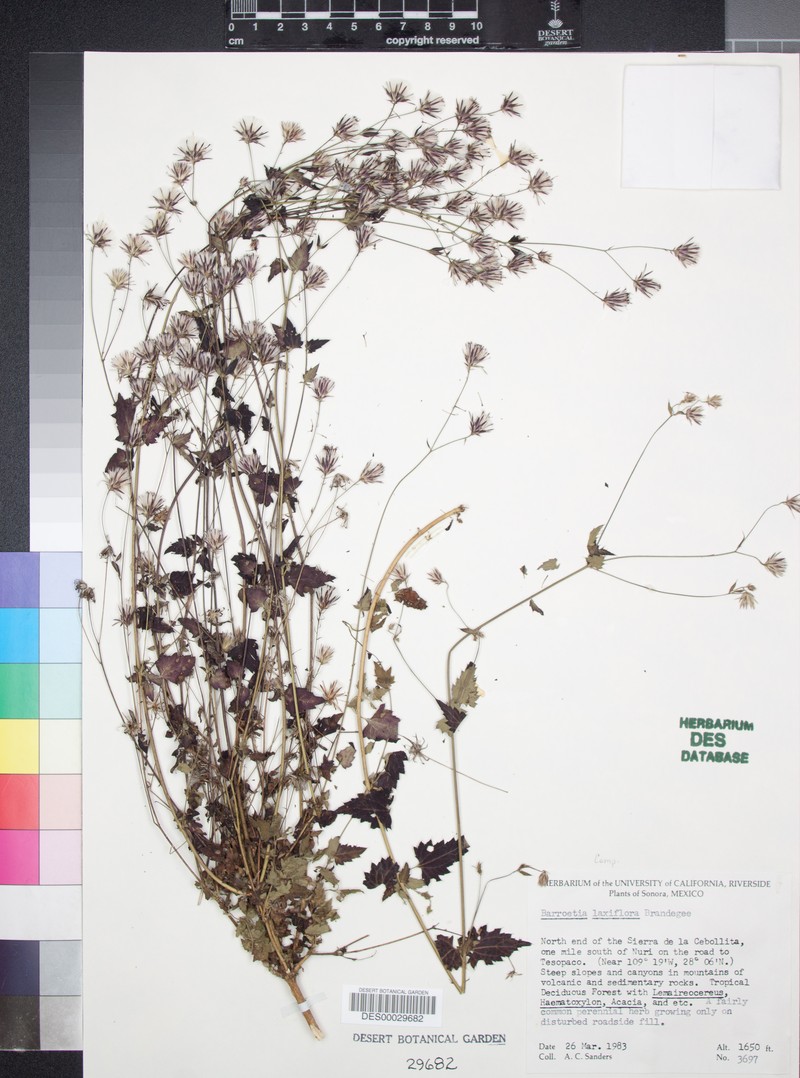 Brickellia laxiflora photo 2
