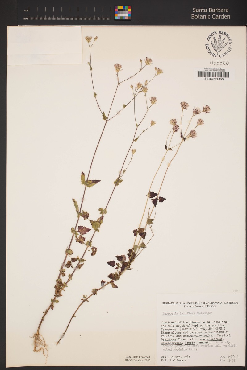 Brickellia laxiflora photo 3