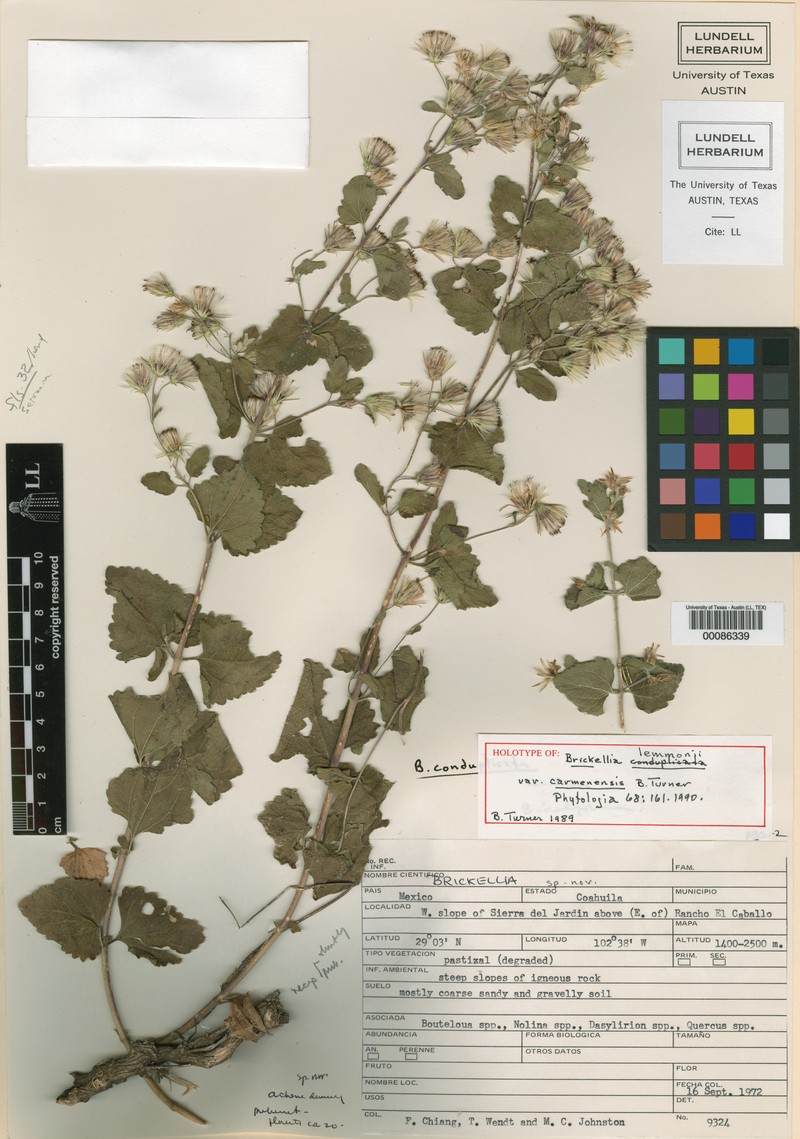 Brickellia lemmonii var. carmenensis