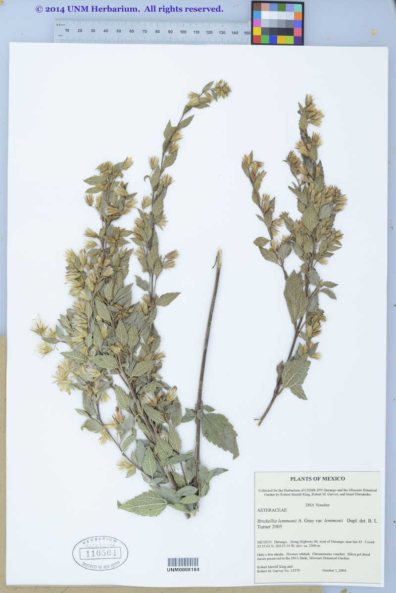 Brickellia lemmonii var. lemmonii